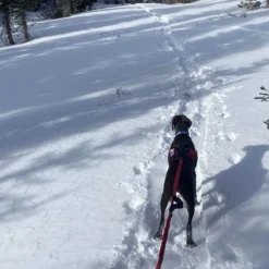 Remi Runner Leash -Outdoor Sports Equip Store RED D1 1