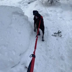 Remi Runner Leash -Outdoor Sports Equip Store RED D6 2